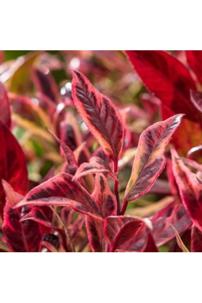 Купить леукотое ’Firestar’